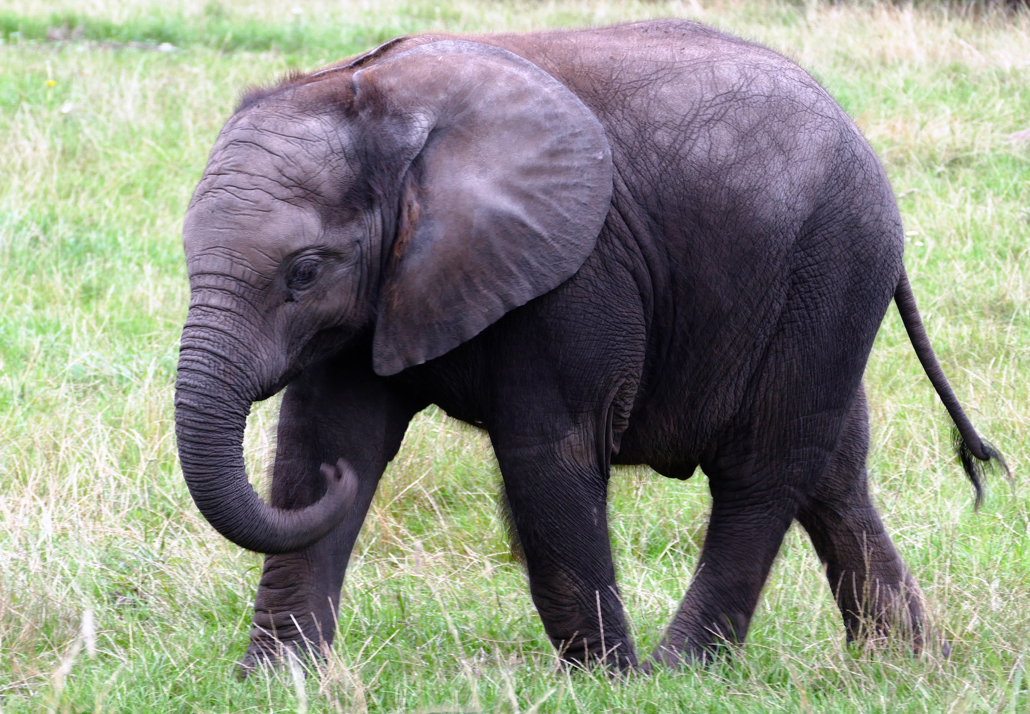 elephant from https://www.pexels.com/photo/elephant-calf-133394/